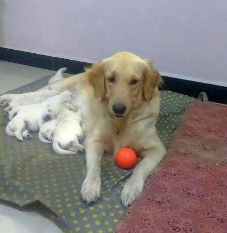 DogsIndia.com - Golden Retriever - Surendra