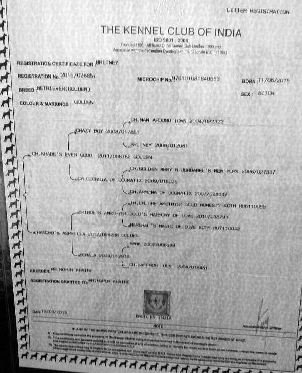 DogsIndia.com - Golden Retriever - Surendra