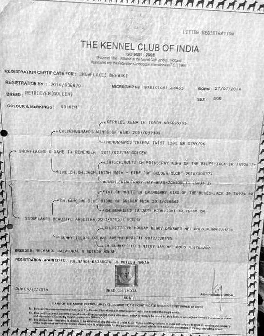 DogsIndia.com - Golden Retriever - Surendra
