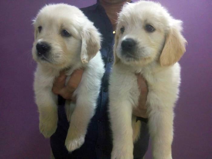 DogsIndia.com - Golden Retriever - Surendra