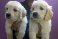 DogsIndia.com - Golden Retriever - Surendra