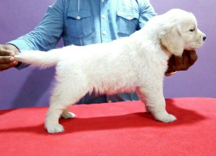 DogsIndia.com - Golden Retriever - Surendra