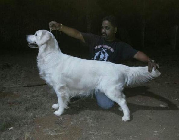 DogsIndia.com - Golden Retriever - Surendra