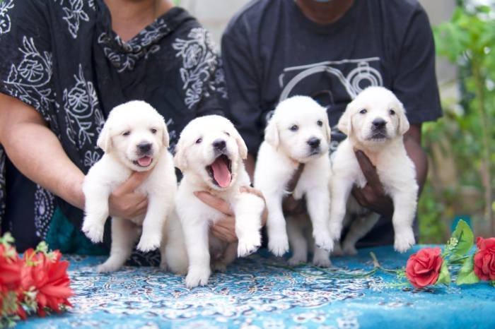 DogsIndia.com - Golden Retriever - Tennison
