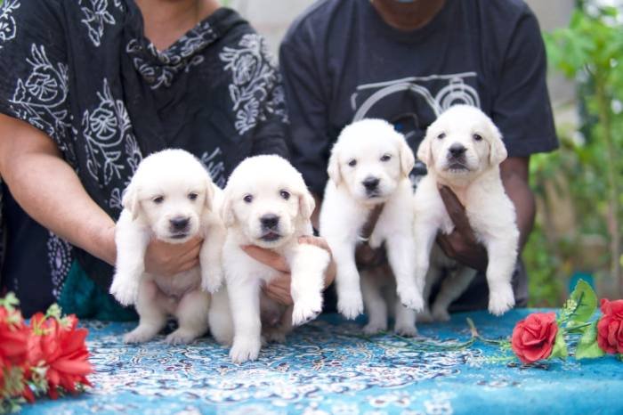 DogsIndia.com - Golden Retriever - Tennison