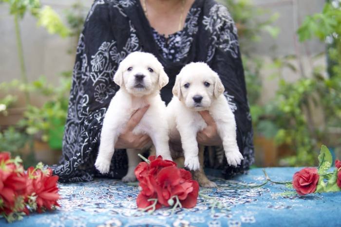 DogsIndia.com - Golden Retriever - Tennison