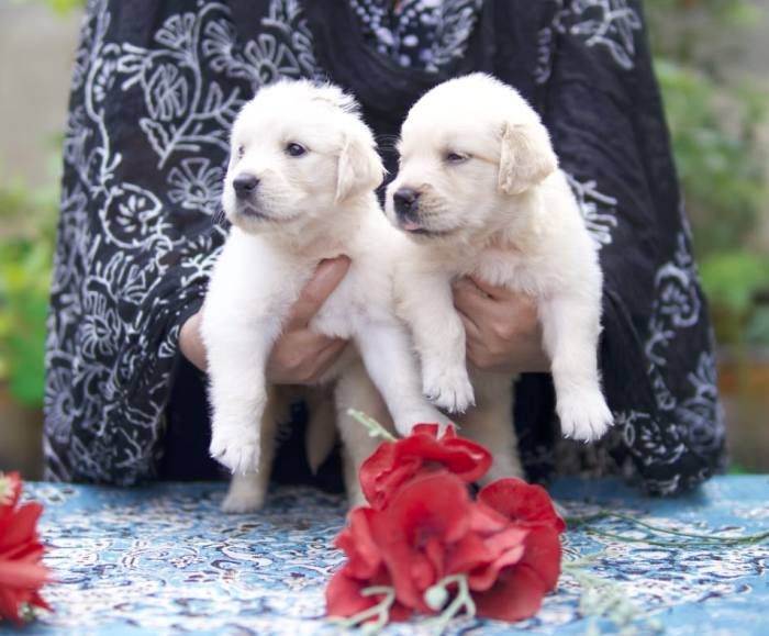 DogsIndia.com - Golden Retriever - Tennison