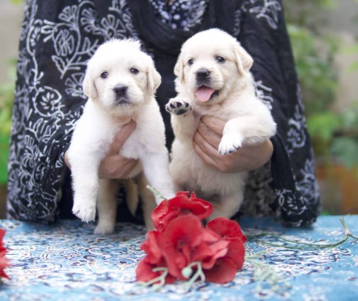 DogsIndia.com - Golden Retriever - Tennison