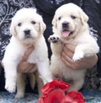 DogsIndia.com - Golden Retriever - Tennison