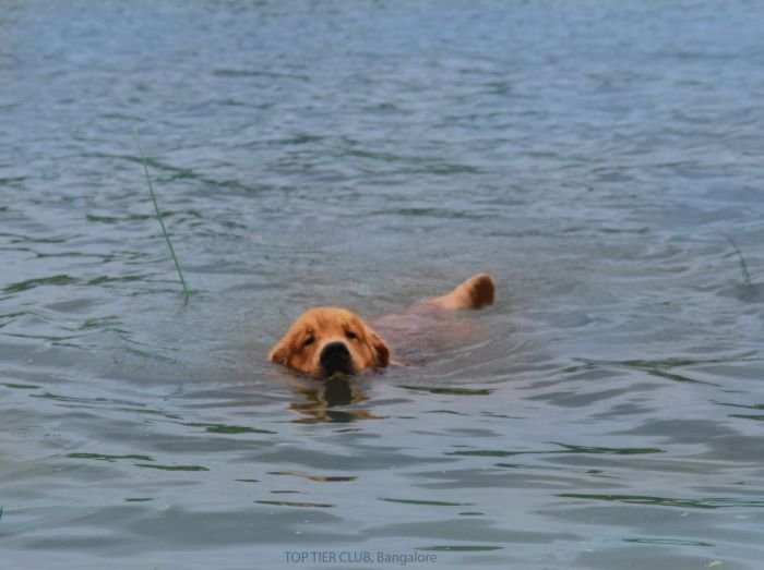 DogsIndia.com - Golden Retriever - Toptier Kennel