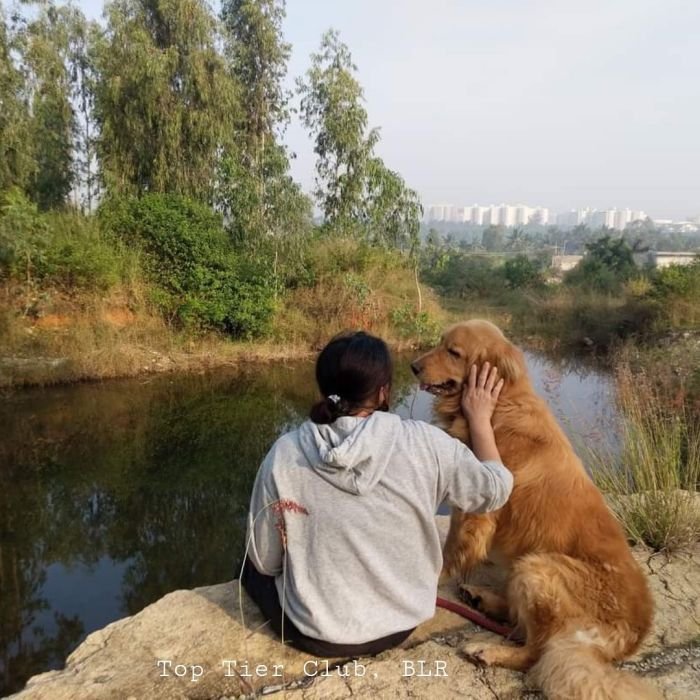 DogsIndia.com - Golden Retriever - Toptier Kennel