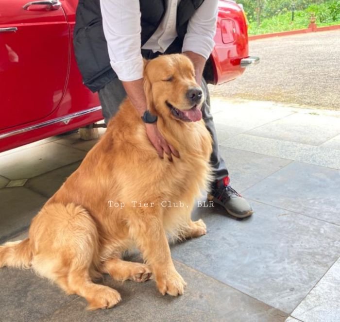 DogsIndia.com - Golden Retriever - Toptier Kennel