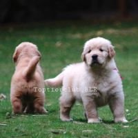 DogsIndia.com - Golden Retriever - Toptier Kennel