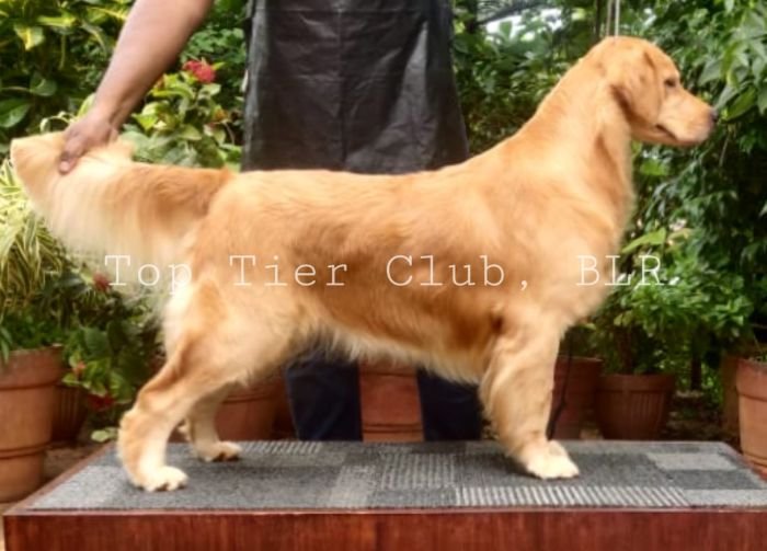 DogsIndia.com - Golden Retriever - Toptier Kennel