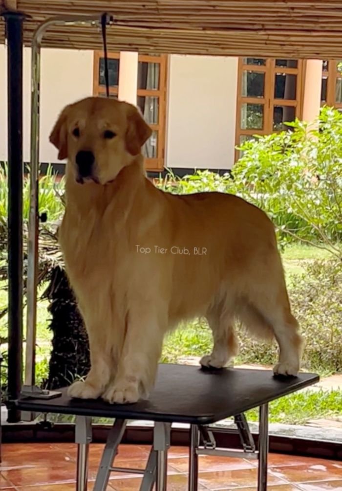 DogsIndia.com - Golden Retriever - Toptier Kennel