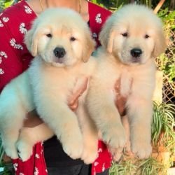 DogsIndia.com - Golden Retriever - Toptier Kennel