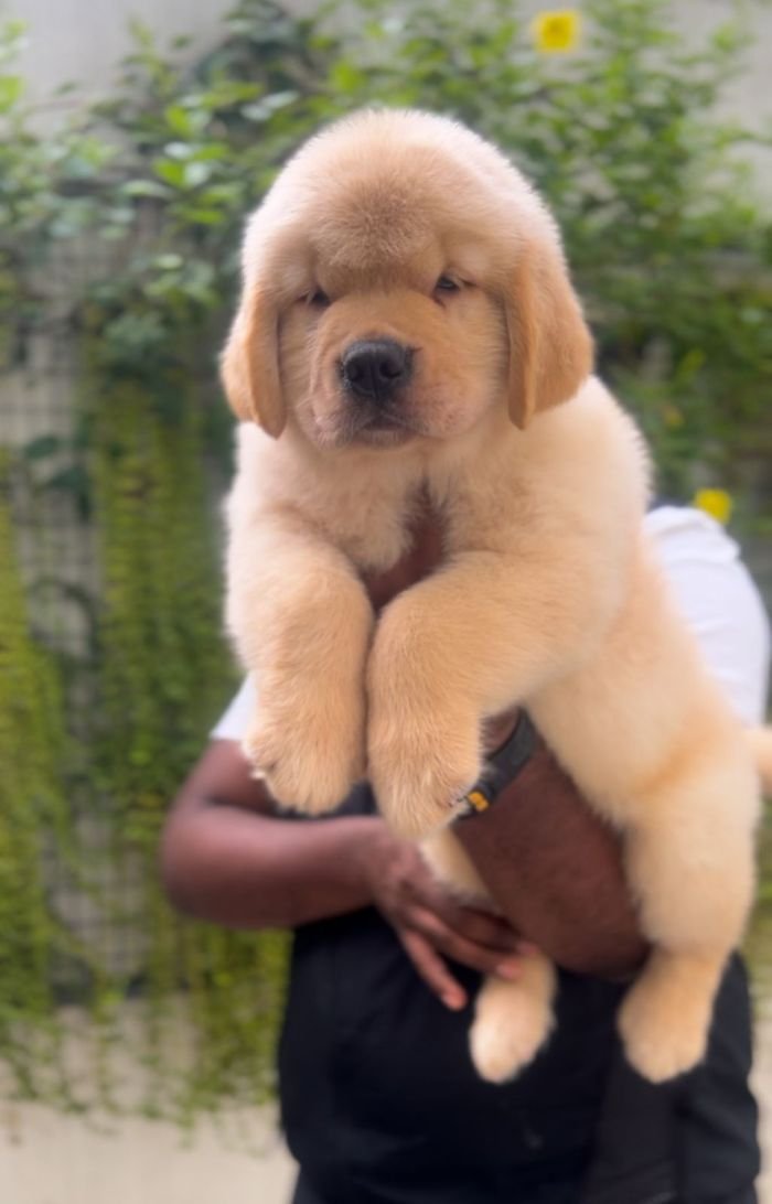 DogsIndia.com - Golden Retriever - Toptier Kennel