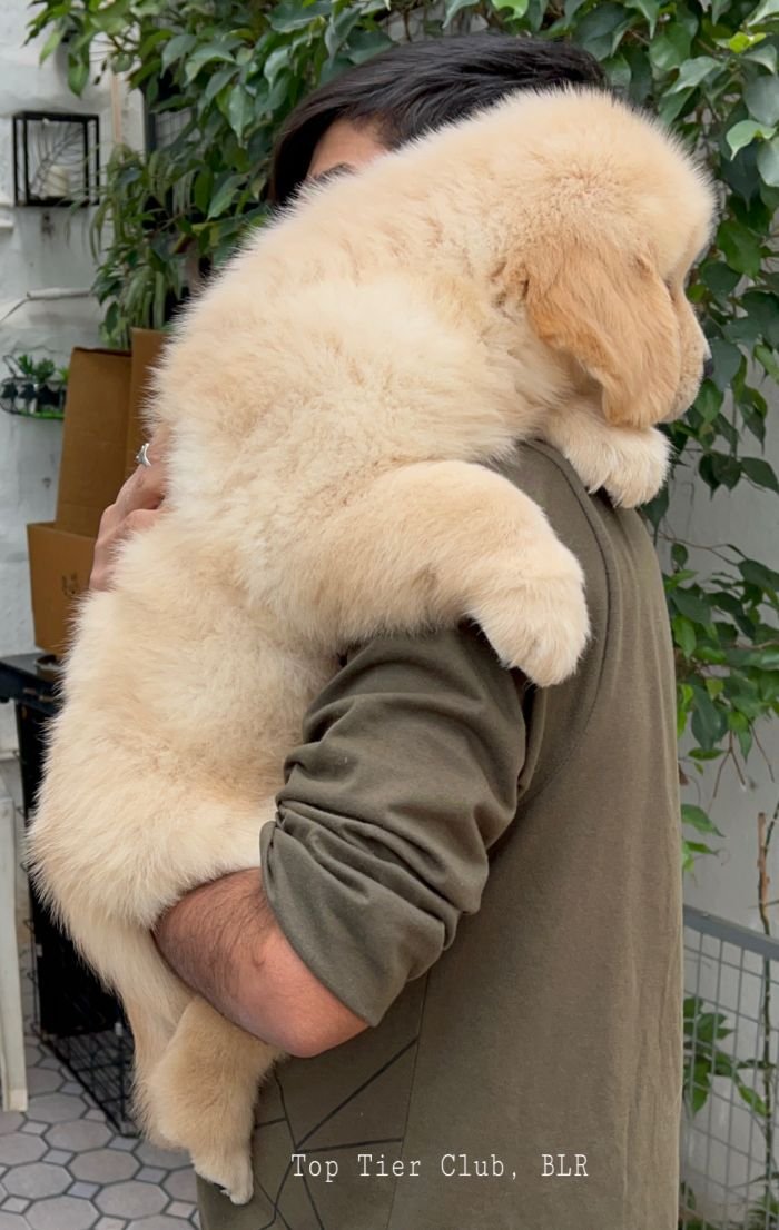 DogsIndia.com - Golden Retriever - Toptier Kennel