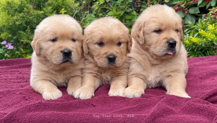 DogsIndia.com - Golden Retriever - Toptier Kennel