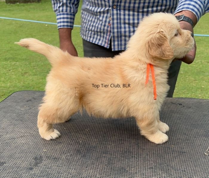DogsIndia.com - Golden Retriever - Toptier Kennel