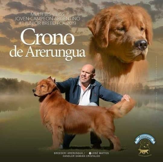 DogsIndia.com - Golden Retriever - Toptier Kennel