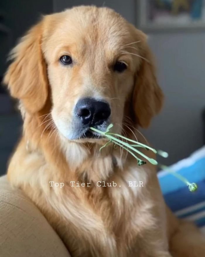 DogsIndia.com - Golden Retriever - Toptier Kennel