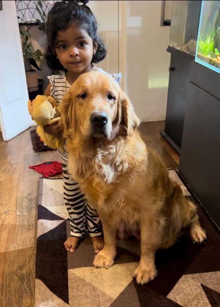 DogsIndia.com - Golden Retriever - Toptier Kennel