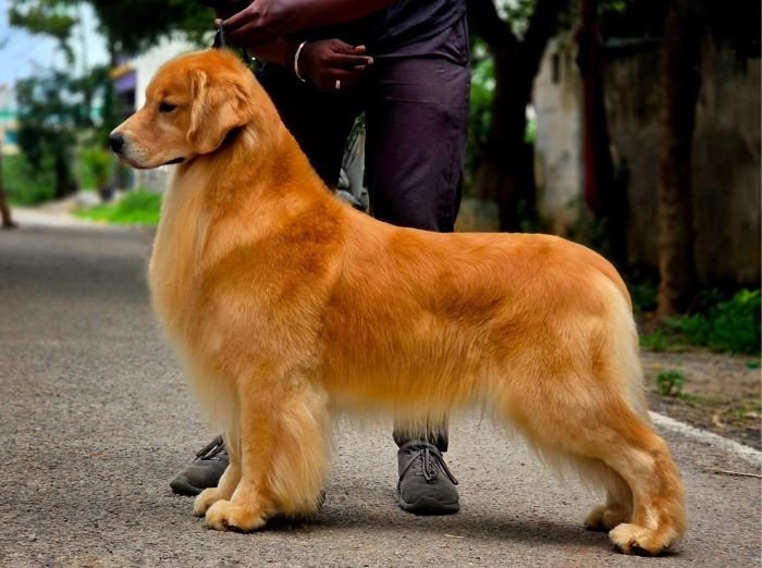 DogsIndia.com - Golden Retriever - Toptier Kennel