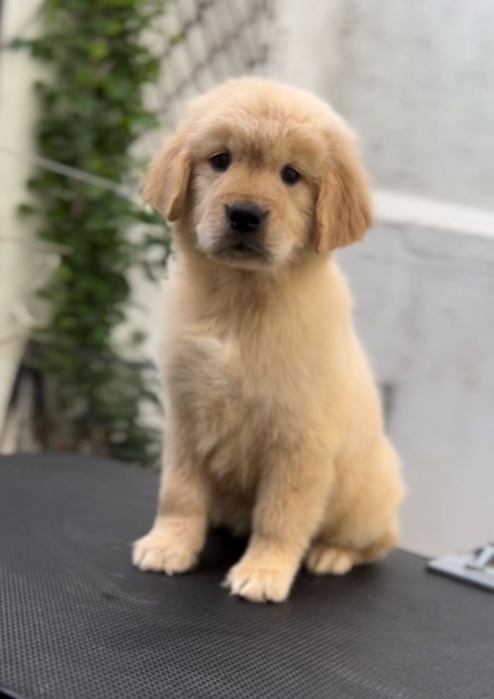DogsIndia.com - Golden Retriever - Toptier Kennel