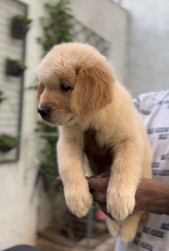 DogsIndia.com - Golden Retriever - Toptier Kennel