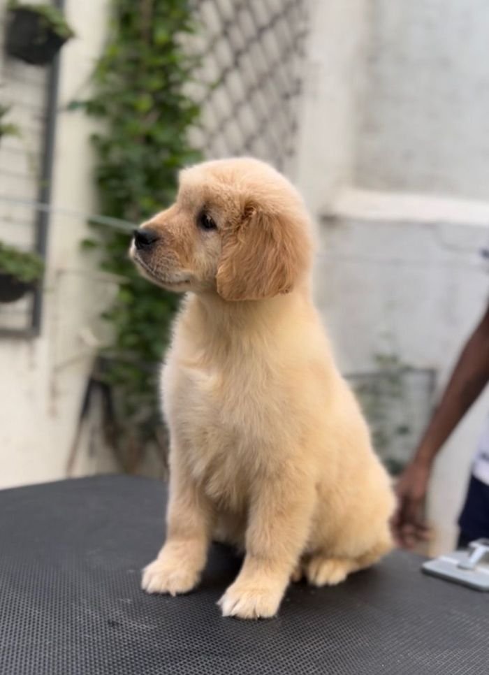 DogsIndia.com - Golden Retriever - Toptier Kennel