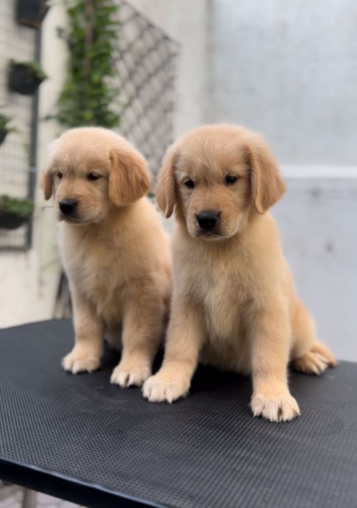 DogsIndia.com - Golden Retriever - Toptier Kennel