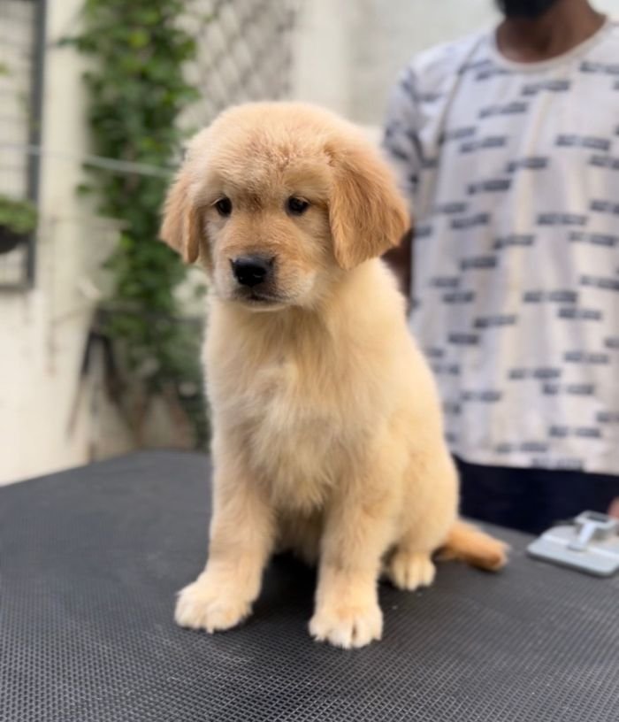 DogsIndia.com - Golden Retriever - Toptier Kennel