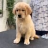 DogsIndia.com - Golden Retriever - Toptier Kennel