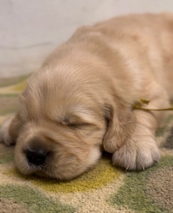 DogsIndia.com - Golden Retriever - Toptier Kennel