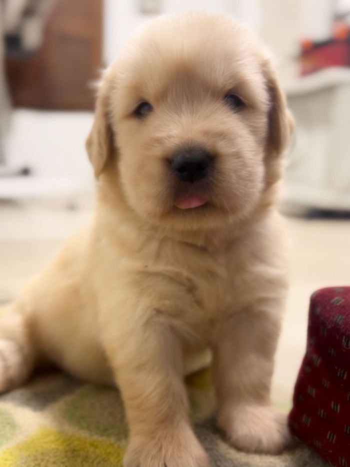 DogsIndia.com - Golden Retriever - Toptier Kennel