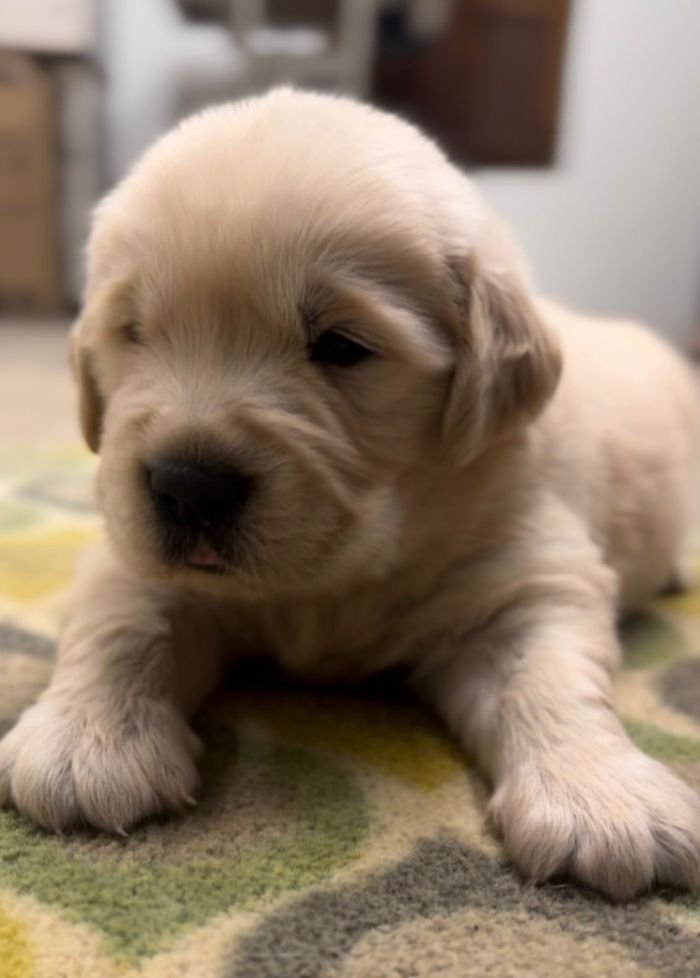 DogsIndia.com - Golden Retriever - Toptier Kennel