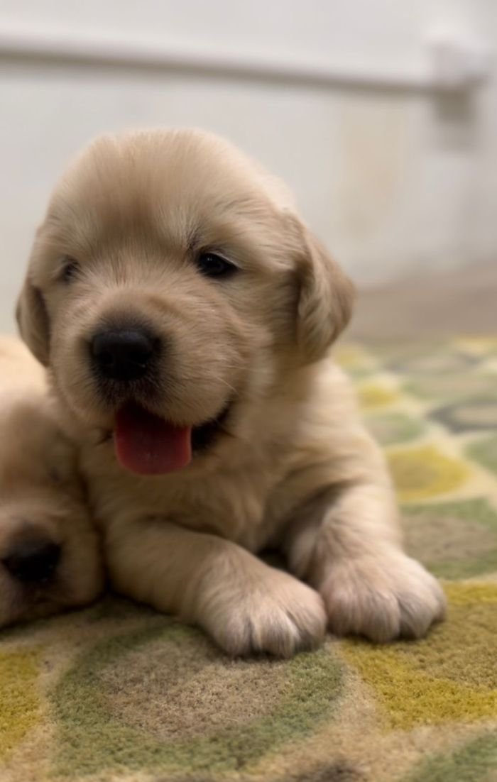DogsIndia.com - Golden Retriever - Toptier Kennel