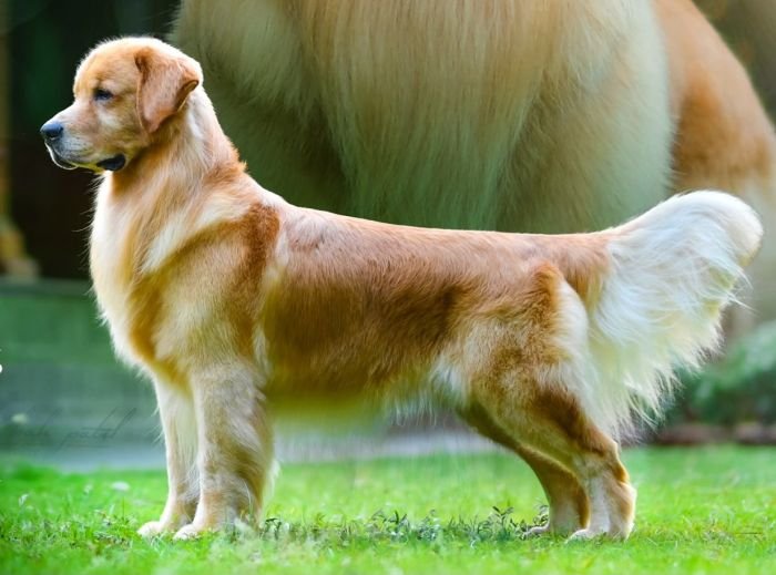 DogsIndia.com - Golden Retriever - Toptier Kennel
