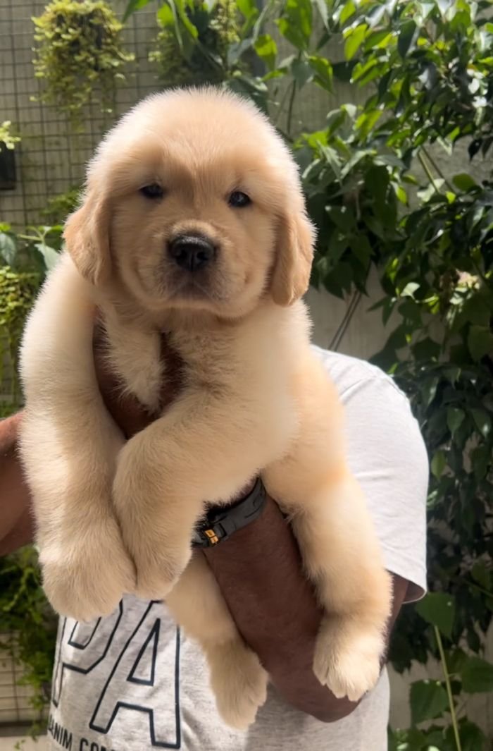 DogsIndia.com - Golden Retriever - Toptier Kennel