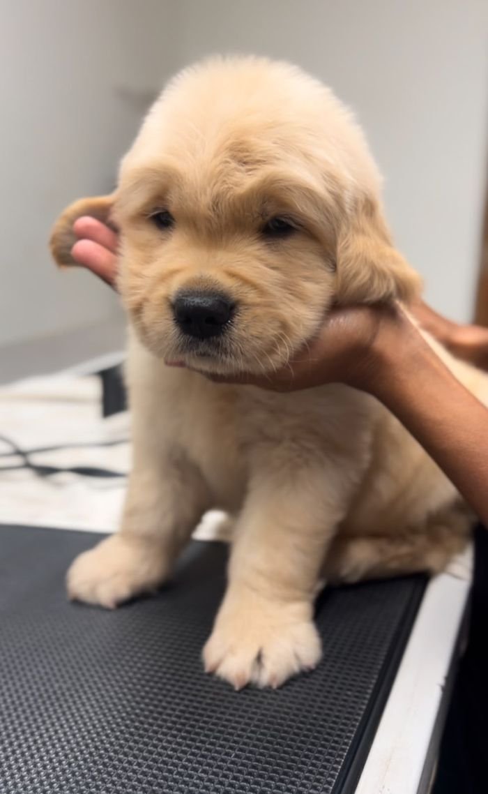 DogsIndia.com - Golden Retriever - Toptier Kennel