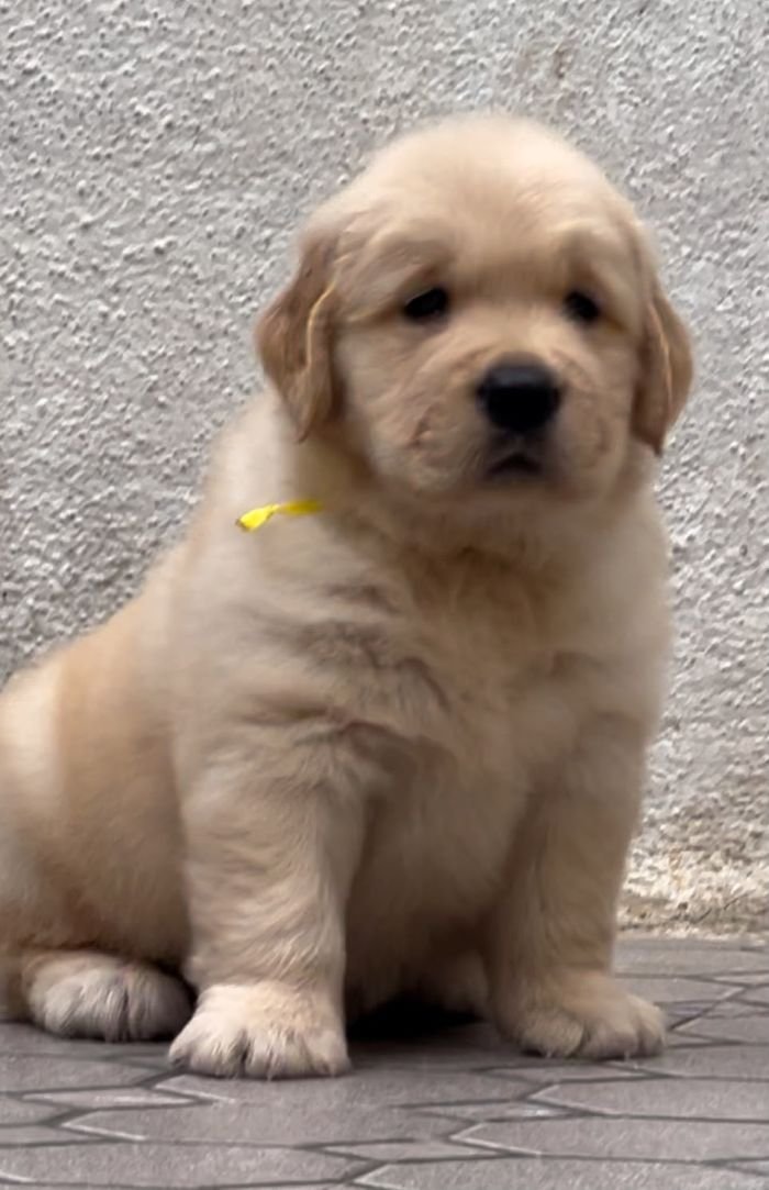 DogsIndia.com - Golden Retriever - Toptier Kennel