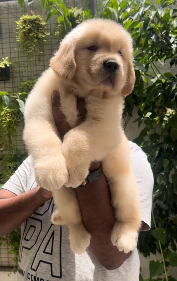 DogsIndia.com - Golden Retriever - Toptier Kennel