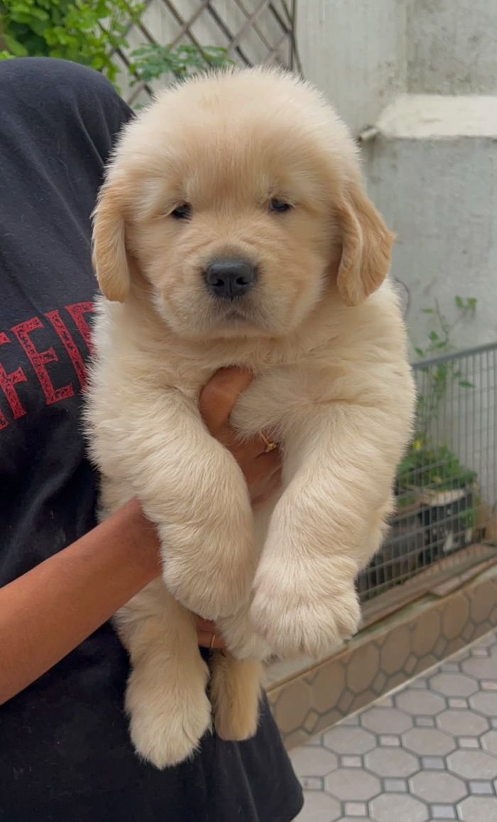 DogsIndia.com - Golden Retriever - Toptier Kennel