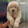 DogsIndia.com - Golden Retriever - Toptier Kennel