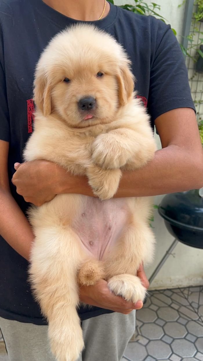 DogsIndia.com - Golden Retriever - Toptier Kennel