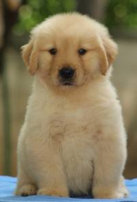 DogsIndia.com - Golden Retriever - Tuskerwood Kennels
