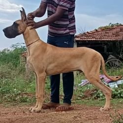 DogsIndia.com - Great Dane - Anish