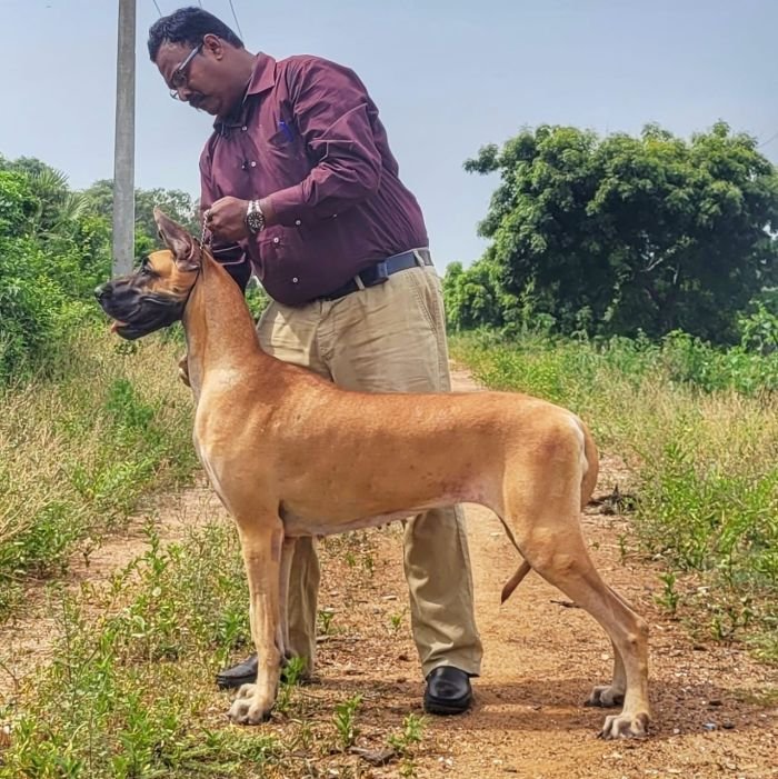 DogsIndia.com - Great Dane - Anandkumar - Ellesmera