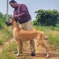 DogsIndia.com - Great Dane - Anandkumar - Ellesmera